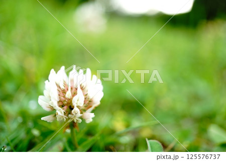 シロツメクサ 125576737