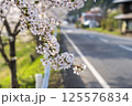 道路脇の桜の木と満開の花びら 125576834