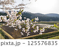 日本の原風景　畑の近くの桜の花びらと緑の新芽 125576835