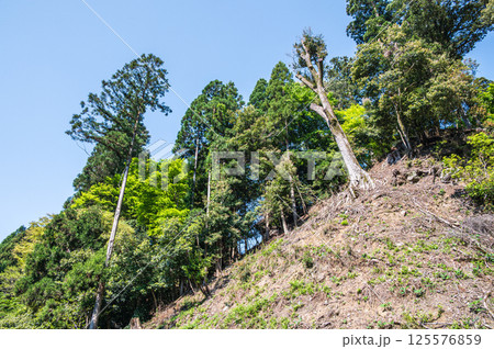 新緑の山　京都市高雄 125576859