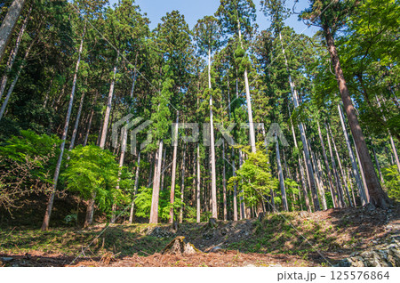 新緑の針葉樹林　京都市高雄 125576864