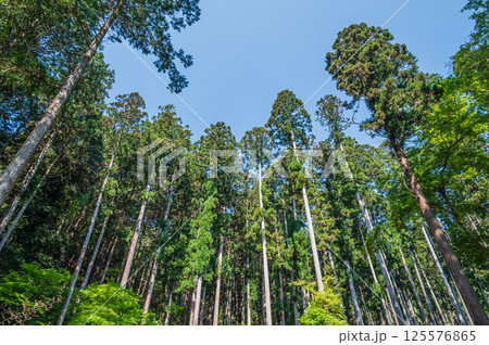 新緑の針葉樹林 京都市高雄 新緑の針葉樹林 京都市高雄 125576865