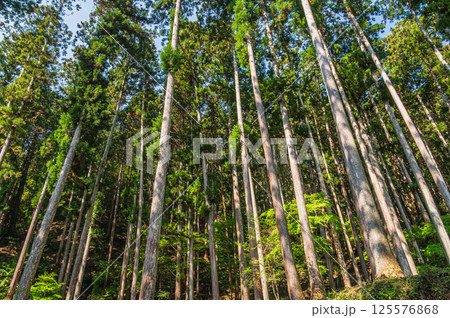 新緑の針葉樹林　京都市高雄 125576868