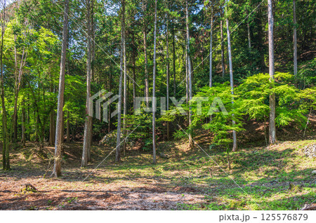 新緑の針葉樹林　京都市高雄 125576879