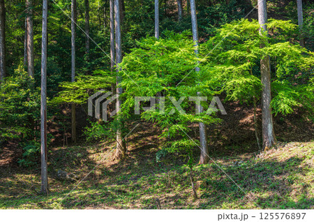 新緑の針葉樹林　京都市高雄 125576897