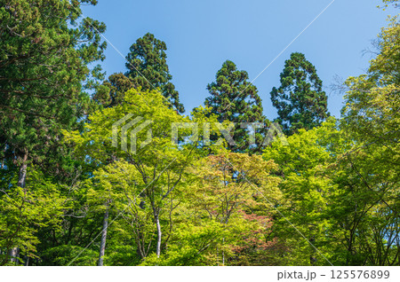 新緑の樹林 京都市高雄 新緑の樹林 京都市高雄 125576899