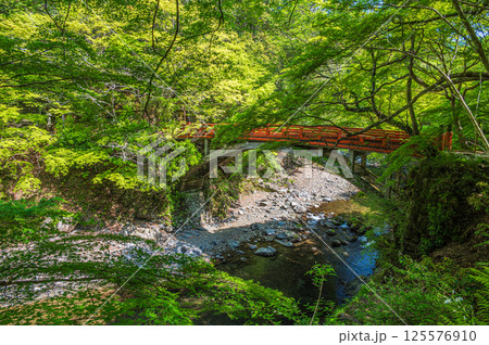 新緑の清滝川　京都市 125576910