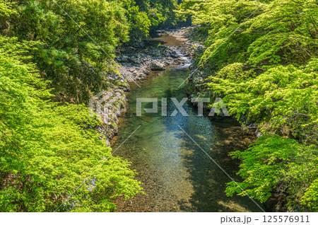 新緑の清滝川 京都市 新緑の清滝川 京都市 125576911