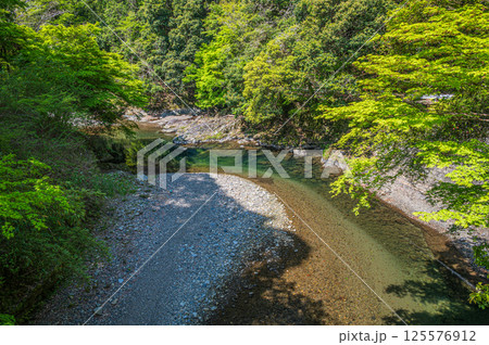 新緑の清滝川　京都市 125576912