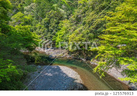 新緑の清滝川　京都市 125576913
