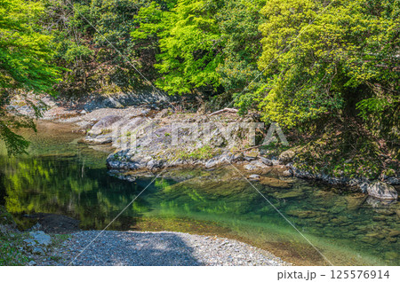 新緑の清滝川　京都市 125576914