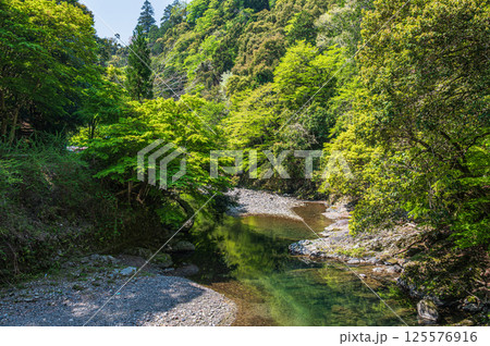 新緑の清滝川　京都市 125576916