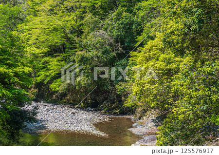 新緑の清滝川 京都市 新緑の清滝川 京都市 125576917