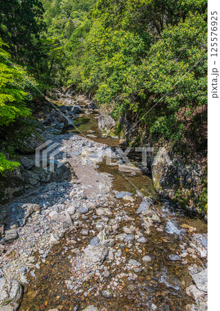 新緑の清滝川　京都市 125576925