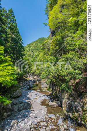 新緑の清滝川　京都市 125576926