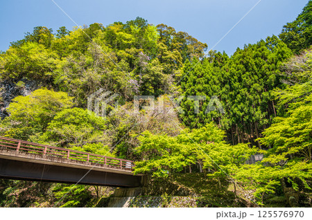 新緑の清滝川沿いの山林 京都市 新緑の清滝川沿いの山林 京都市 125576970