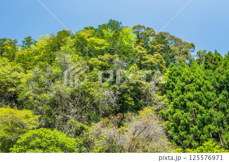 新緑の清滝川沿いの山林　京都市 125576971