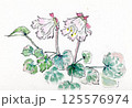 イワウチワの花　手描きイラスト 125576974