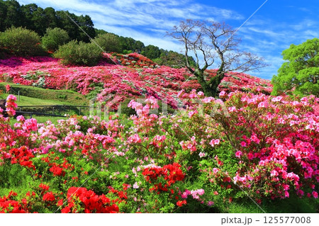 【長崎県】晴天の長串山公園と満開のツツジ（長串山つつじまつり） 125577008