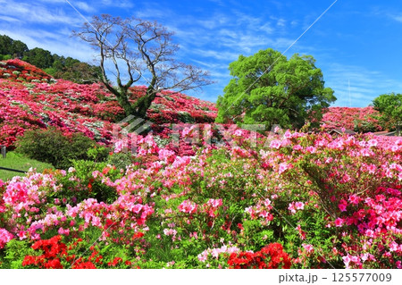 【長崎県】晴天の長串山公園と満開のツツジ（長串山つつじまつり） 125577009