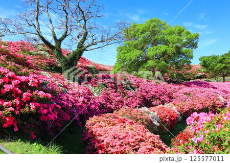 【長崎県】晴天の長串山公園と満開のツツジ(長串山つつじまつり) 【長崎県】晴天の長串山公園と満開のツツジ(長串山つつじまつり) 125577011