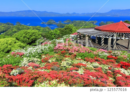 【長崎県】晴天の長串山公園と満開のツツジ(長串山つつじまつり) 【長崎県】晴天の長串山公園と満開のツツジ(長串山つつじまつり) 125577016