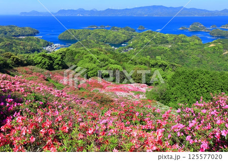 【長崎県】晴天の長串山公園と満開のツツジ(長串山つつじまつり) 【長崎県】晴天の長串山公園と満開のツツジ(長串山つつじまつり) 125577020
