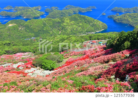 【長崎県】晴天の長串山公園と満開のツツジ（長串山つつじまつり） 125577036
