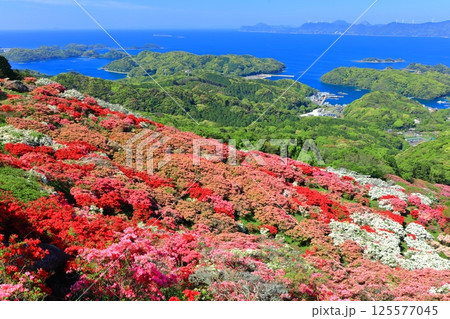 【長崎県】晴天の長串山公園と満開のツツジ（長串山つつじまつり） 125577045
