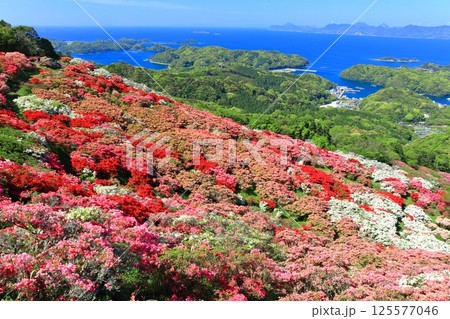 【長崎県】晴天の長串山公園と満開のツツジ（長串山つつじまつり） 125577046