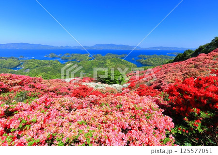 【長崎県】晴天の長串山公園と満開のツツジ（長串山つつじまつり） 125577051