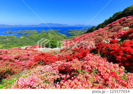 【長崎県】晴天の長串山公園と満開のツツジ(長串山つつじまつり) 【長崎県】晴天の長串山公園と満開のツツジ(長串山つつじまつり) 125577054