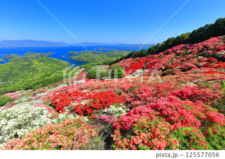 【長崎県】晴天の長串山公園と満開のツツジ(長串山つつじまつり) 【長崎県】晴天の長串山公園と満開のツツジ(長串山つつじまつり) 125577056