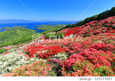 【長崎県】晴天の長串山公園と満開のツツジ(長串山つつじまつり) 【長崎県】晴天の長串山公園と満開のツツジ(長串山つつじまつり) 125577057