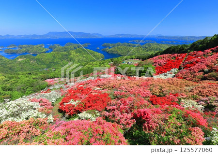 【長崎県】晴天の長串山公園と満開のツツジ(長串山つつじまつり) 【長崎県】晴天の長串山公園と満開のツツジ(長串山つつじまつり) 125577060