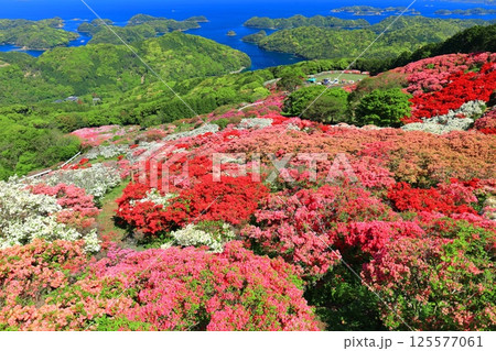 【長崎県】晴天の長串山公園と満開のツツジ(長串山つつじまつり) 【長崎県】晴天の長串山公園と満開のツツジ(長串山つつじまつり) 125577061