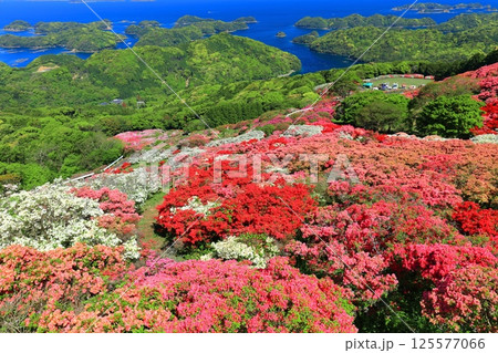 【長崎県】晴天の長串山公園と満開のツツジ(長串山つつじまつり) 【長崎県】晴天の長串山公園と満開のツツジ(長串山つつじまつり) 125577066