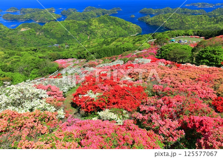 【長崎県】晴天の長串山公園と満開のツツジ(長串山つつじまつり) 【長崎県】晴天の長串山公園と満開のツツジ(長串山つつじまつり) 125577067