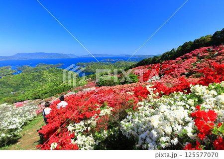 【長崎県】晴天の長串山公園と満開のツツジ（長串山つつじまつり） 125577070