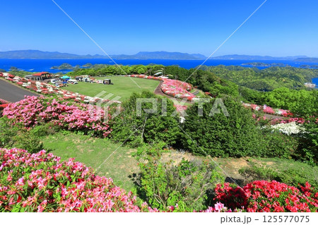 【長崎県】晴天の長串山公園と満開のツツジ（長串山つつじまつり） 125577075