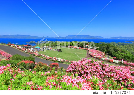 【長崎県】晴天の長串山公園と満開のツツジ(長串山つつじまつり) 【長崎県】晴天の長串山公園と満開のツツジ(長串山つつじまつり) 125577076