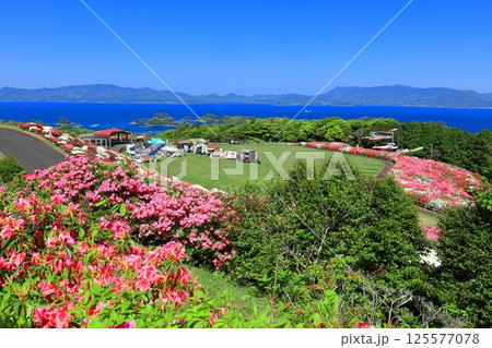 【長崎県】晴天の長串山公園と満開のツツジ(長串山つつじまつり) 【長崎県】晴天の長串山公園と満開のツツジ(長串山つつじまつり) 125577078