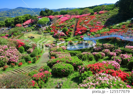 【長崎県】晴天の長串山公園と満開のツツジ(長串山つつじまつり) 【長崎県】晴天の長串山公園と満開のツツジ(長串山つつじまつり) 125577079