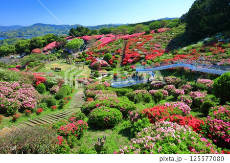 【長崎県】晴天の長串山公園と満開のツツジ(長串山つつじまつり) 【長崎県】晴天の長串山公園と満開のツツジ(長串山つつじまつり) 125577080