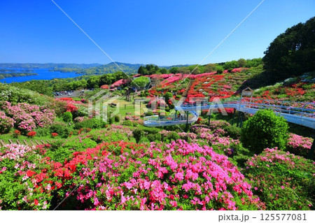 【長崎県】晴天の長串山公園と満開のツツジ（長串山つつじまつり） 125577081