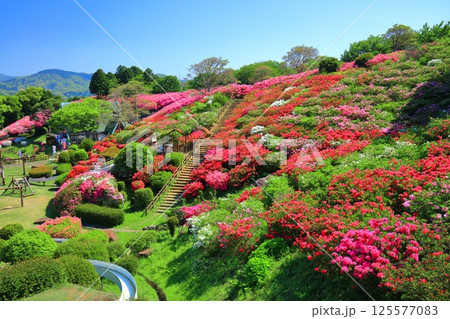 【長崎県】晴天の長串山公園と満開のツツジ(長串山つつじまつり) 【長崎県】晴天の長串山公園と満開のツツジ(長串山つつじまつり) 125577083
