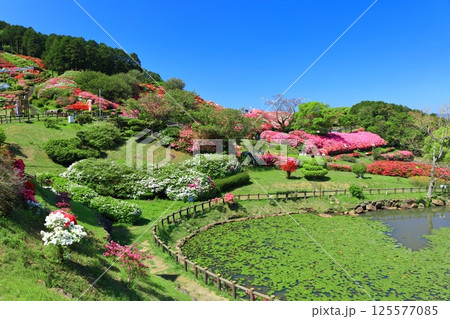 【長崎県】晴天の長串山公園と満開のツツジ（長串山つつじまつり） 125577085