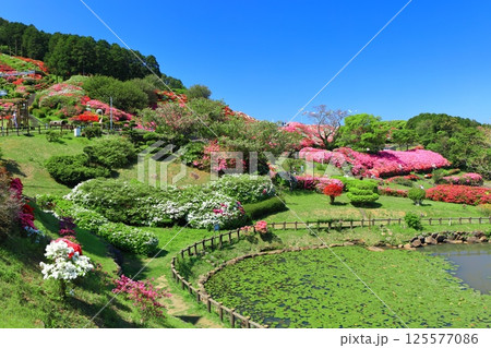 【長崎県】晴天の長串山公園と満開のツツジ(長串山つつじまつり) 【長崎県】晴天の長串山公園と満開のツツジ(長串山つつじまつり) 125577086