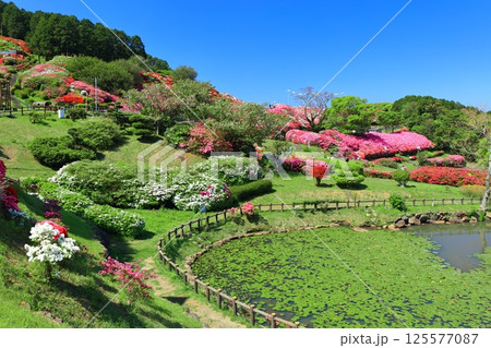 【長崎県】晴天の長串山公園と満開のツツジ(長串山つつじまつり) 【長崎県】晴天の長串山公園と満開のツツジ(長串山つつじまつり) 125577087