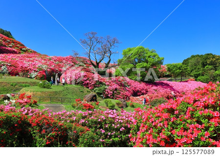 【長崎県】晴天の長串山公園と満開のツツジ（長串山つつじまつり） 125577089